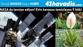 NASA da tavsiye ediyor! Evin havasını temizleyen 9 bitki