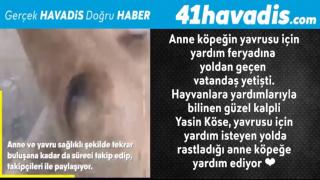 Anne köpeğin yavrusu için yardım feryadına yoldan geçen vatandaş yetişti