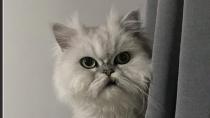 Darıca’da kaybolan kedi Lucy için yardım çarısı!