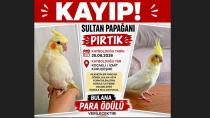 Kocaeli’nde kayıp Pırtık her yerde aranıyor! Bulana para ödülü verilecek
