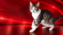 Kocaeli'nde kayıp kedi için seferberlik çağrısı